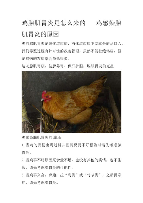 鸡腺肌胃炎是怎么来的   鸡感染腺肌胃炎的原因