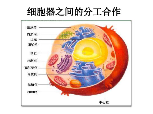 分泌蛋白的合成与运输