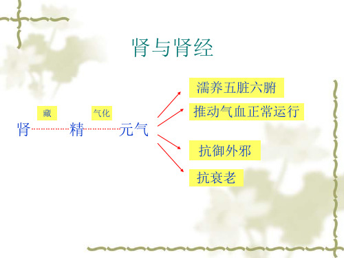 十四经络之肾膀胱-PPT文档