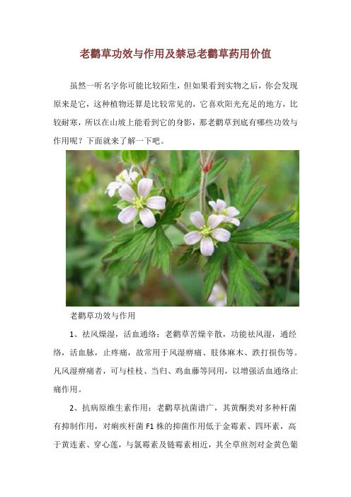 老鹳草功效与作用及禁忌 老鹳草药用价值