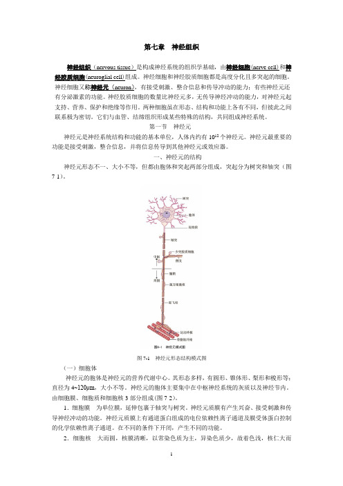 组织胚胎学 第七章 神经组织