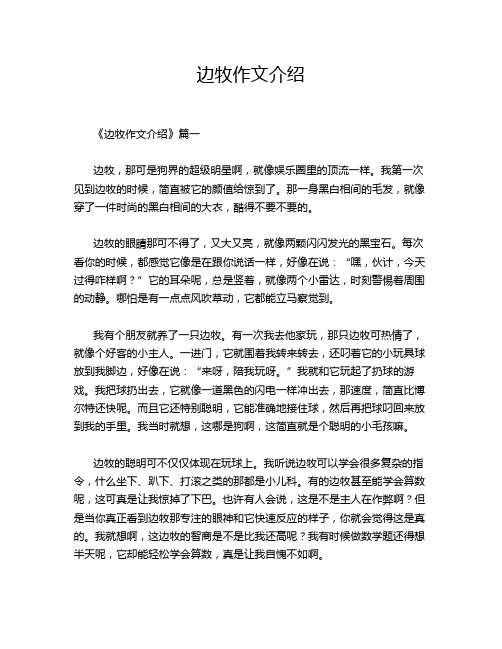 边牧作文介绍