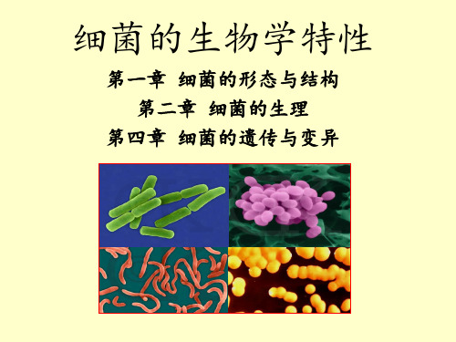 细菌的生物学特性