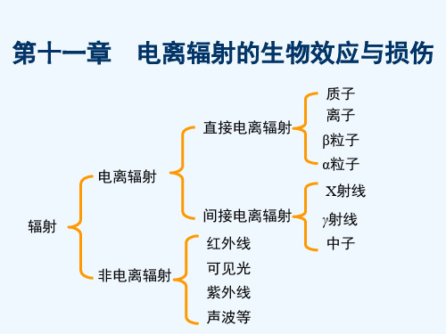 第十一章电离辐射生物效应及损伤