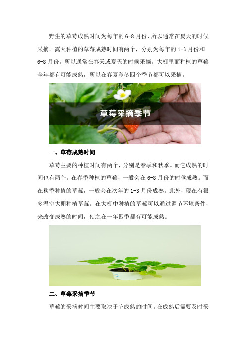 草莓几月份成熟,草莓采摘季节