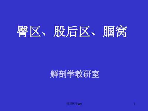 局部解剖学03臀区、股后、腘窝