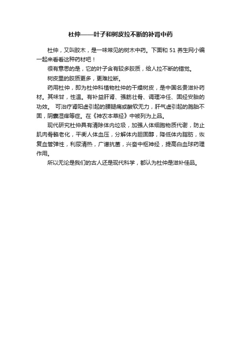 杜仲——叶子和树皮拉不断的补肾中药