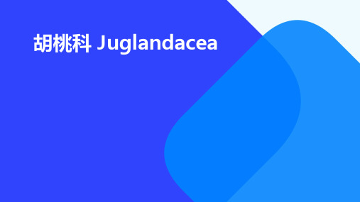 胡桃科Juglandacea