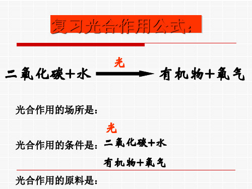 植物光合作用的场所PPT课件2