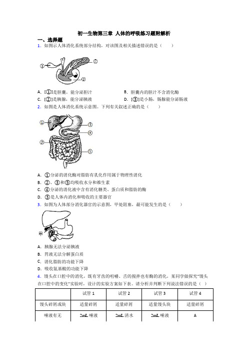 初一生物第三章 人体的呼吸练习题附解析