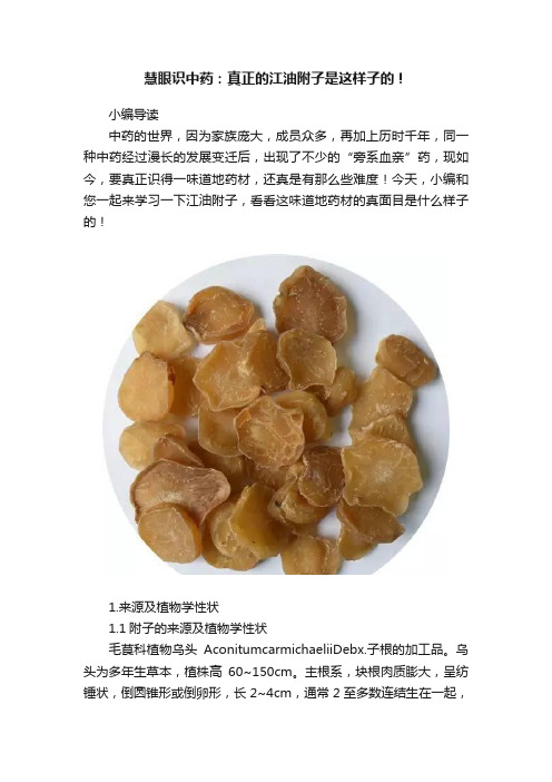 慧眼识中药：真正的江油附子是这样子的！