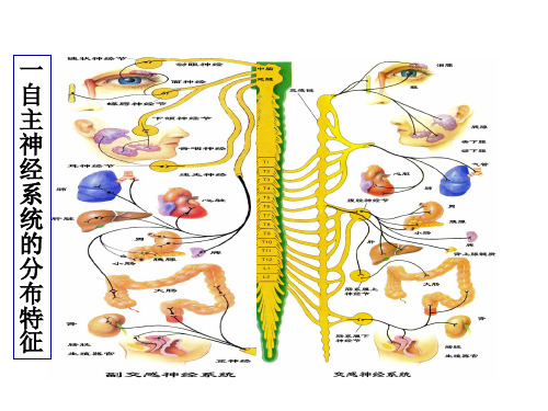 交感神经系统和副交感神经概述