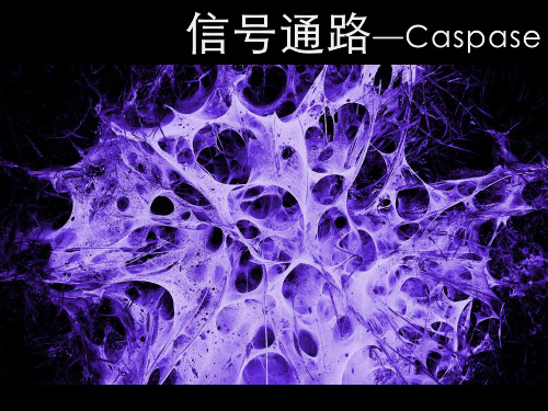 caspase信号通路详解