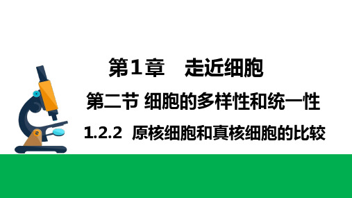 1.2.2细胞的多样性和统一性 课件-人教版(2019)高一生物上册