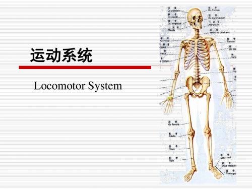 人体解剖学运动系统ppt课件