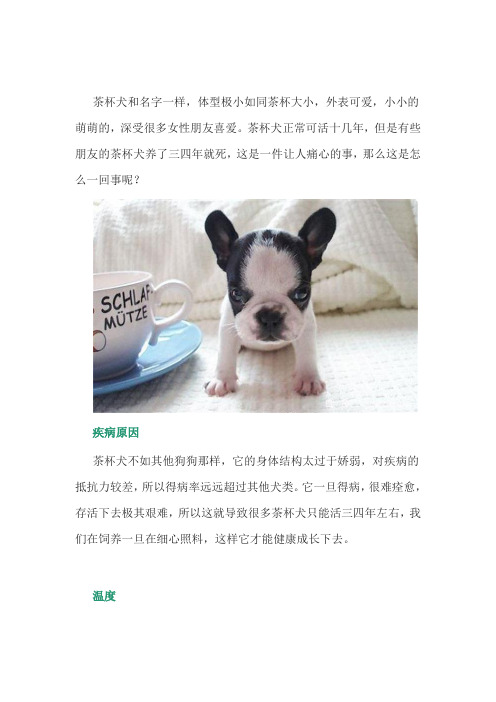 养宠经验：茶杯犬为什么容易死？