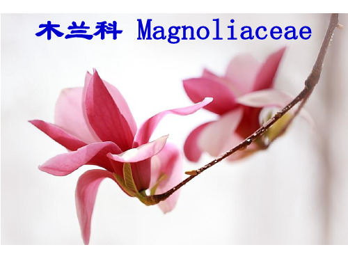 树木学课件：木兰科 Magnoliaceae