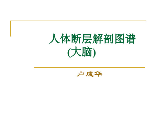 人体断层解剖图谱大脑(2)