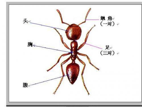 教科版科学三上《5.蚂蚁》课件.ppt