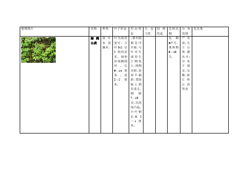 植物分类介绍——藤本植物【范本模板】