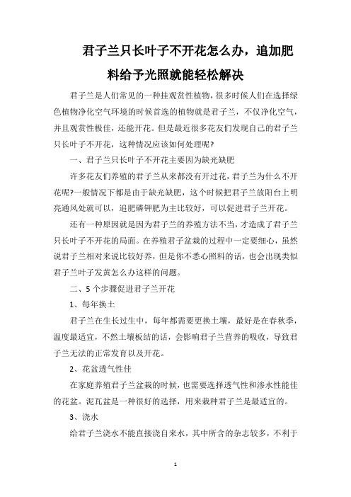 君子兰只长叶子不开花怎么办,追加肥料给予光照就能轻松解决