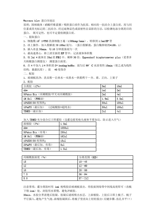 western blot 蛋白印迹法