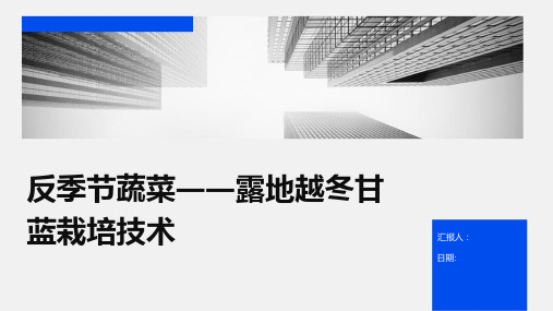 反季节蔬菜――露地越冬甘蓝栽培技术