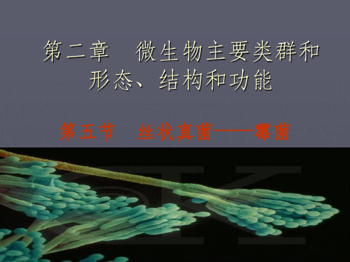 第二章 微生物主要类群的形态、结构和功能(三)