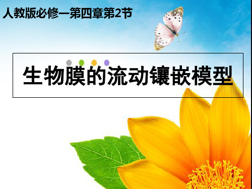 人教版高中生物必修1第四章第2节 生物膜的流动镶嵌模型(共21张PPT)