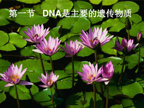 第一节   DNA是主要的遗传物质(说课)