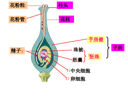 第三节-果实和种子的形成