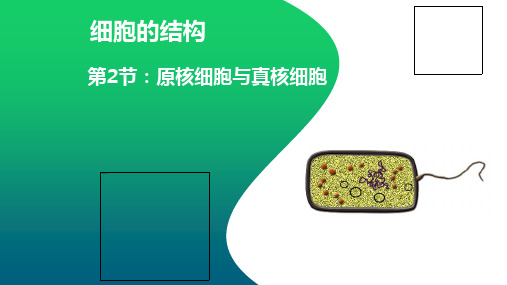 高考一轮复习原核细胞与真核细胞PPT(完整版)