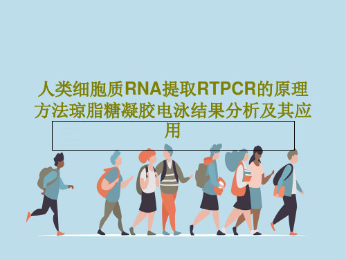 人类细胞质RNA提取RTPCR的原理方法琼脂糖凝胶电泳结果分析及其应用共45页文档