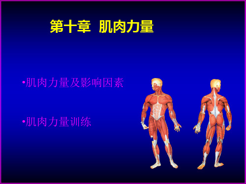 运动生理学10-肌肉力量