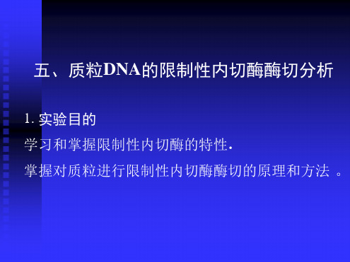 质粒DNA的限制性内切酶酶切分析