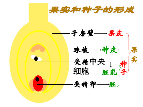 初中-生物-济南版-八年级上册-第三节种子的结构 课件