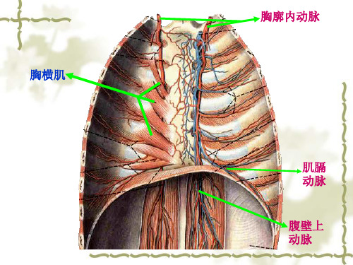 局部解剖学课件胸部