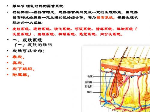 第二节哺乳动物的器官