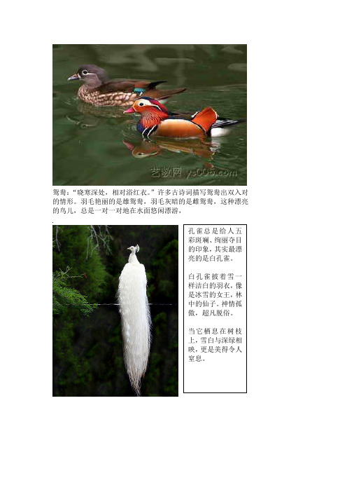 大型鸟类