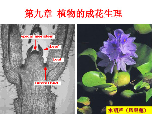 第九章  植物的成花生理