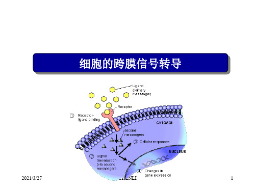 细胞的跨膜信号转导