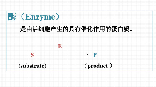 酶(生物化学课件)