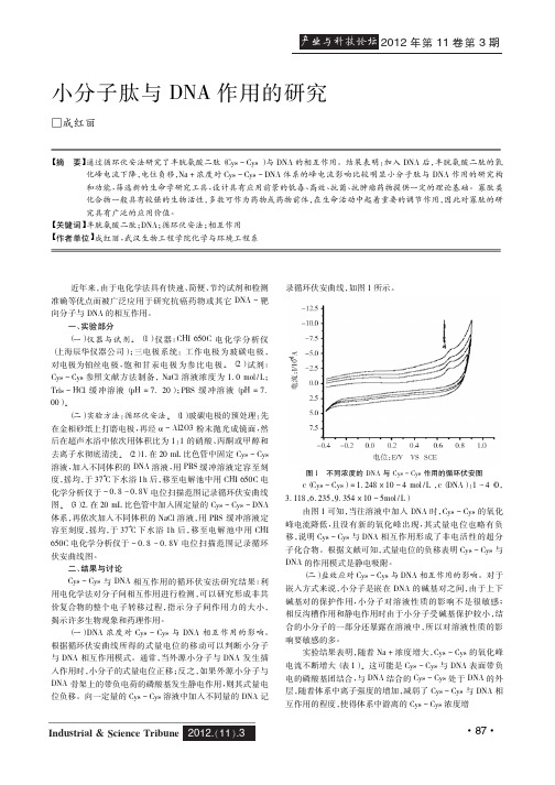 小分子肽与DNA作用的