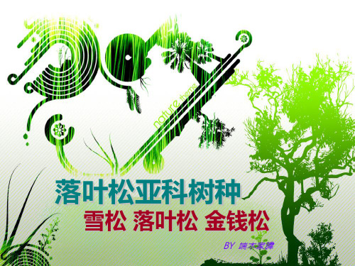 落叶松亚科树种简介