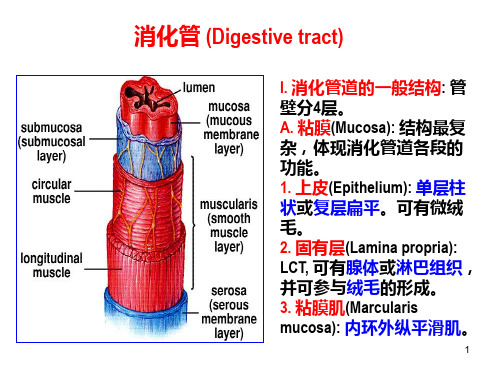 消化管道的一般结构.