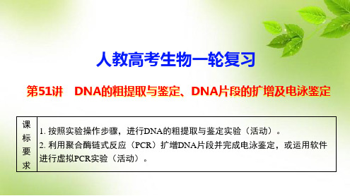 人教高考生物一轮复习：第51讲 DNA的粗提取与鉴定、DNA片段的扩增及电泳鉴定