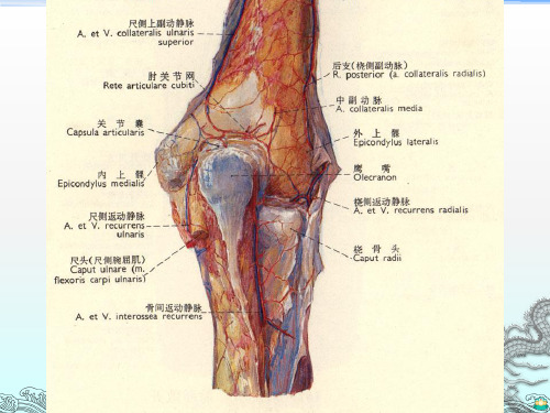 肘关节解剖PPT课件