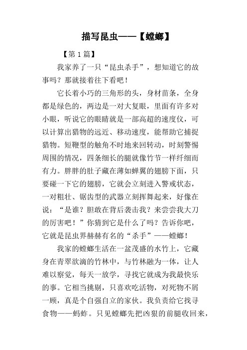描写昆虫【螳螂】