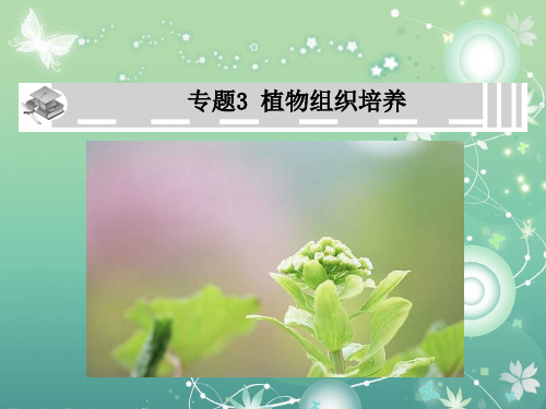 植物组织培养PPT教学课件