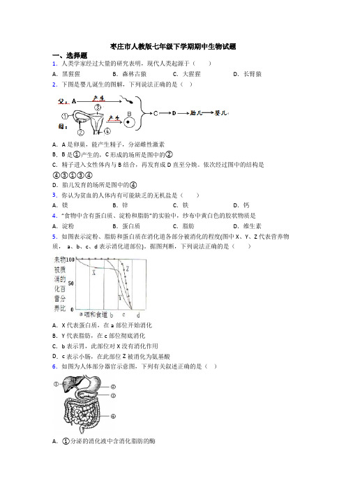 枣庄市人教版七年级下学期期中生物试题